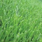 Photo of dutch angle grass