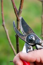 Photo of pruning a branch