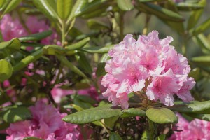 pruning a Rhododendron