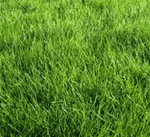 Photo of grass