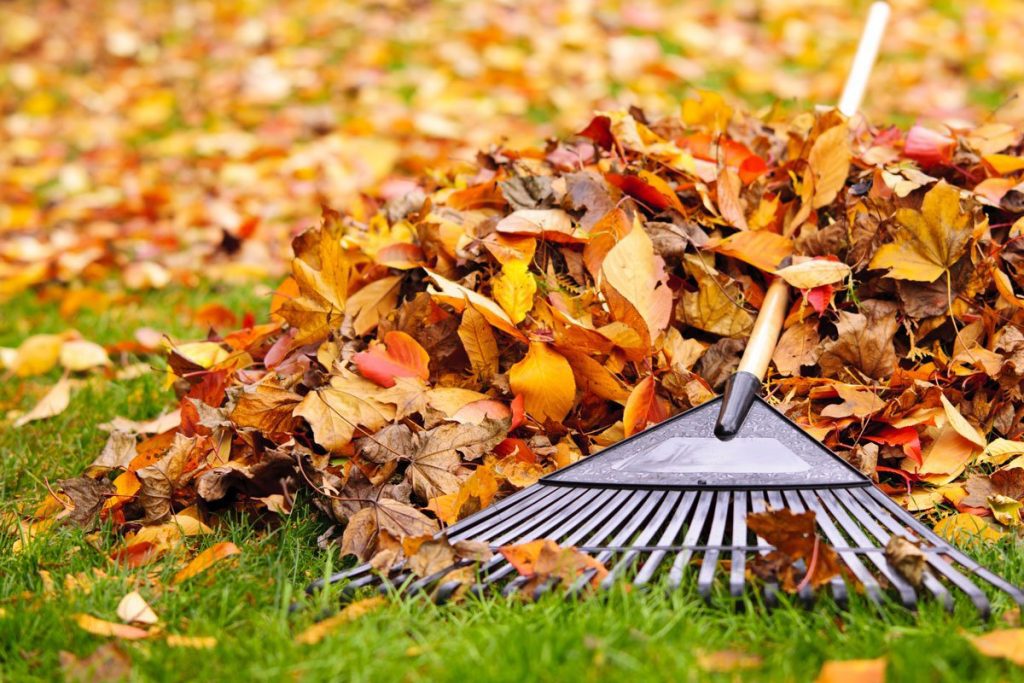 photo of fall leaves and rake