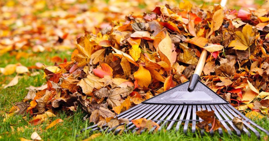Landscaping - photo of fall leaves and a rake