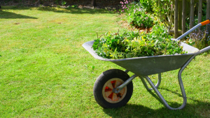 Wheelbarrow with grass