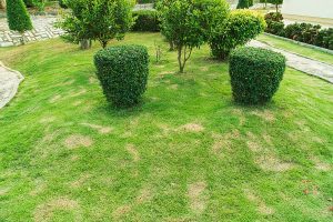 Lawn overseeing in the fall